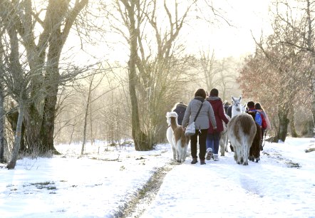 Wanderung mit den Lamas, © Loni Liebermann Wanderung mit den Lamas, © Loni Liebermann
