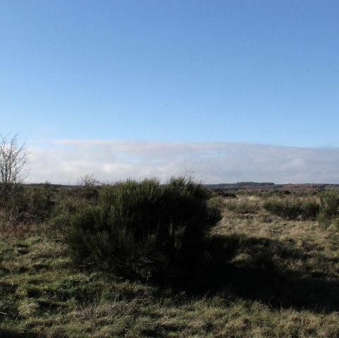 Offenlandfläche, © M. Bartning Offenlandfläche, © M. Bartning