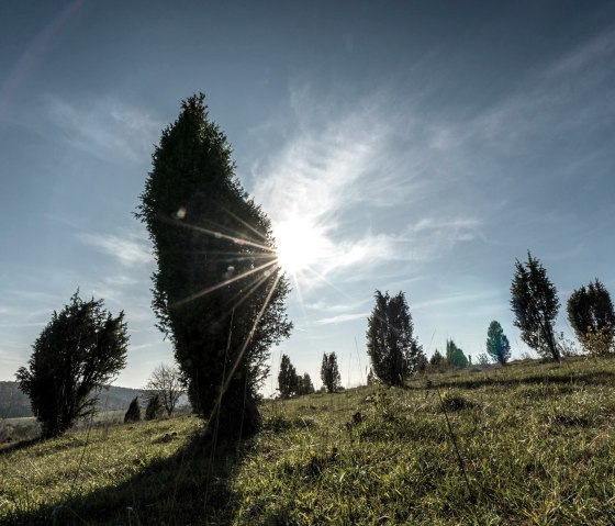 Wacholder in der Sonne, Kalvarienberg, © Eifel Tourismus GmbH, D. Ketz Wacholder in der Sonne, Kalvarienberg, © Eifel Tourismus GmbH, D. Ketz
