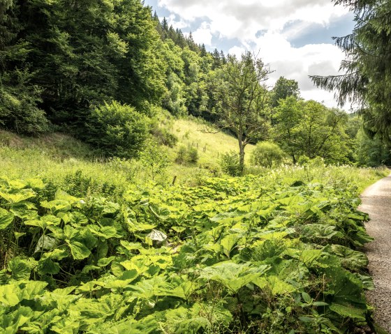 Hiking trail through a forest clearing., © Eifel Tourismus GmbH, Dominik Ketz Hiking trail through a forest clearing., © Eifel Tourismus GmbH, Dominik Ketz