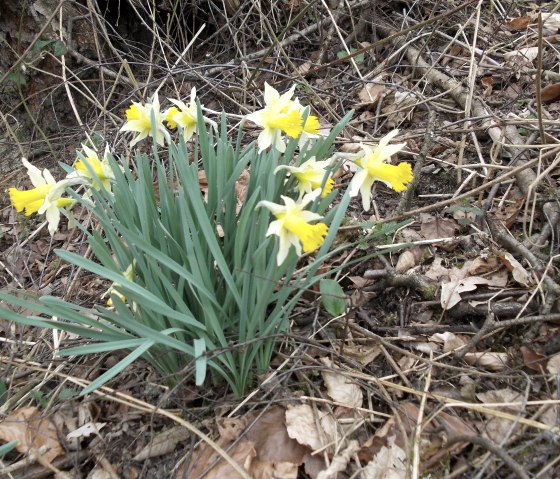 Narzissen am Wegesrand, © Eifel heimisch Narzissen am Wegesrand, © Eifel heimisch