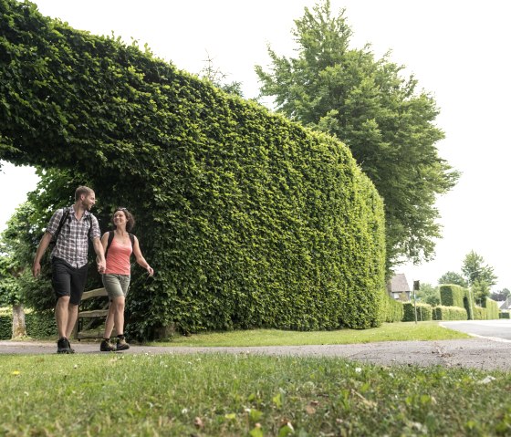 Hike through the beech hedges in Höfen on the Eifelsteig trail, © Eifel Tourismus/D. Ketz Hike through the beech hedges in Höfen on the Eifelsteig trail, © Eifel Tourismus/D. Ketz