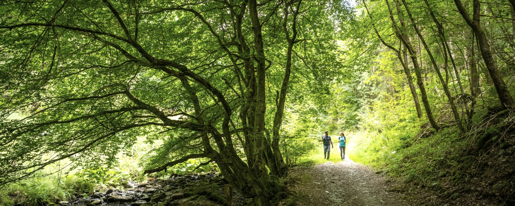 Hiking trail through dense deciduous forest, © Eifel Tourismus GmbH, Dominik Ketz Hiking trail through dense deciduous forest, © Eifel Tourismus GmbH, Dominik Ketz