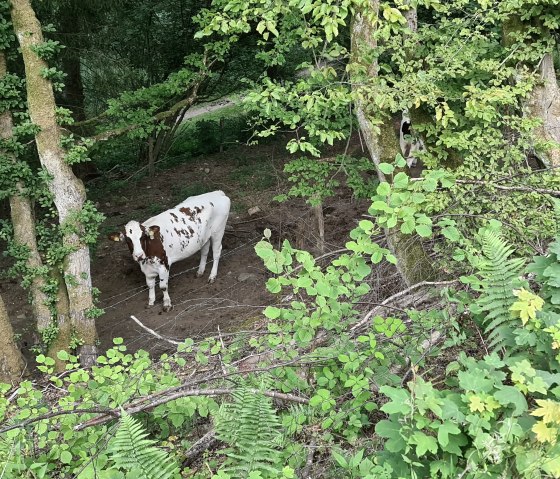 Cow by the wayside Cow by the wayside