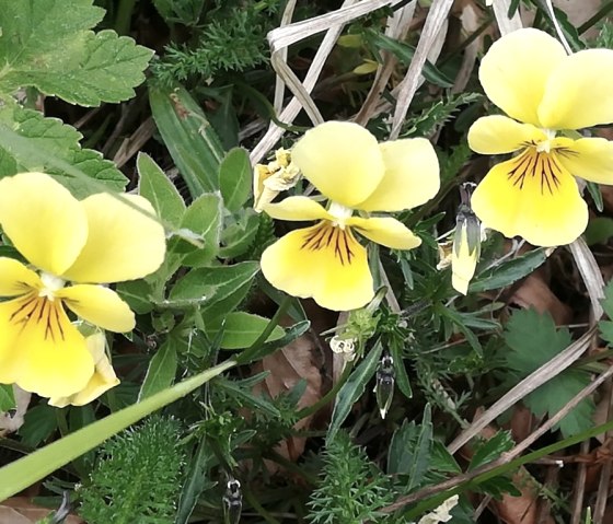 Galmeiveilchen, © Stolberg-Tourisitk Galmeiveilchen, © Stolberg-Tourisitk