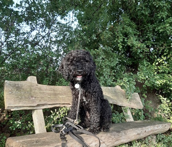 20210918_093141, © Nordeifel Tourismus GmbH & Annette Rosen-Roevenich 20210918_093141, © Nordeifel Tourismus GmbH & Annette Rosen-Roevenich