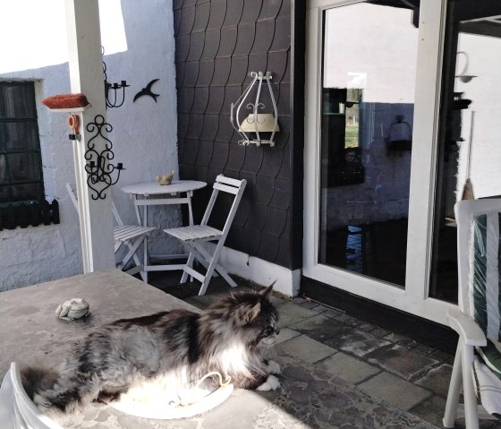 Terrace with house cat Terrace with house cat