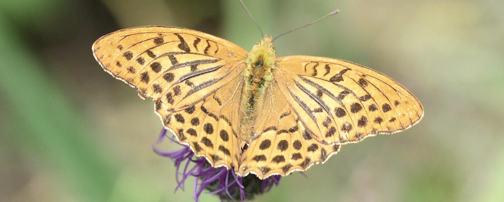Butterfly on flower, © Naturerlebnisse Stefan Leiding Butterfly on flower, © Naturerlebnisse Stefan Leiding