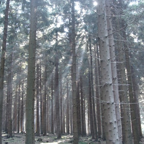 View of the Hürtgen Forest View of the Hürtgen Forest