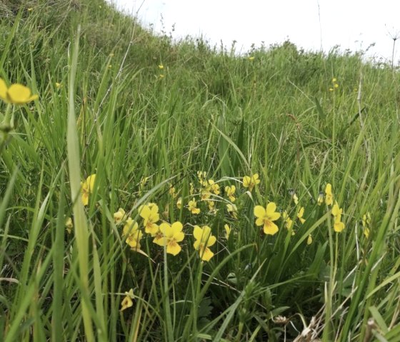 Galmeiveilchen am Naturschutzgebiet Schlangenberg, © Stolberg-Touristik Galmeiveilchen am Naturschutzgebiet Schlangenberg, © Stolberg-Touristik
