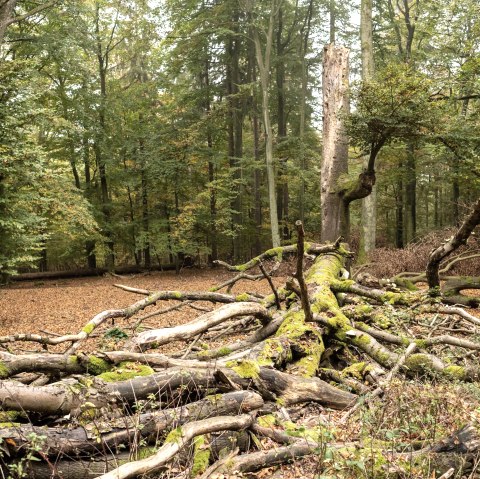 Deadwood Deadwood