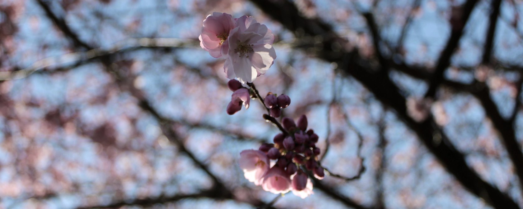 Symbolbild_Blumen, © Rursee-Touristik GmbH Symbolbild_Blumen, © Rursee-Touristik GmbH