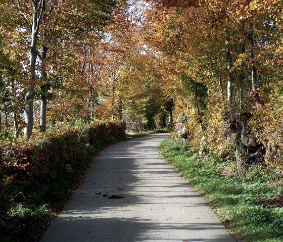 Herbstlicher Weg gesäumt von bunten Bäumen und Hecken, ideal für eine Wandertour., © Monschauer Land Herbstlicher Weg gesäumt von bunten Bäumen und Hecken, ideal für eine Wandertour., © Monschauer Land