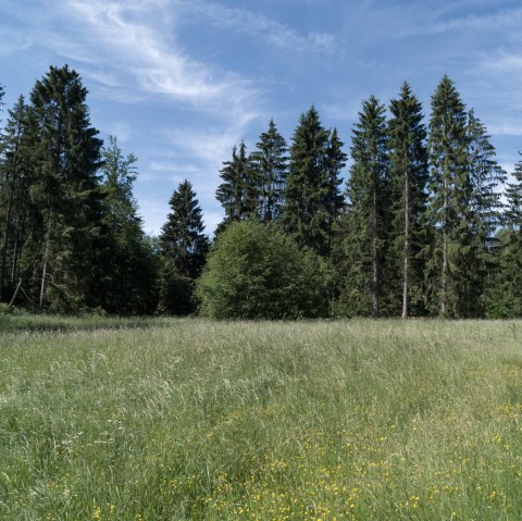 Grüne Wiese mit gelben Blumen, umgeben von hohen Nadelbäumen unter einem blauen Himmel mit weißen Wolken., © Nordeifel Tourismus GmbH Grüne Wiese mit gelben Blumen, umgeben von hohen Nadelbäumen unter einem blauen Himmel mit weißen Wolken., © Nordeifel Tourismus GmbH