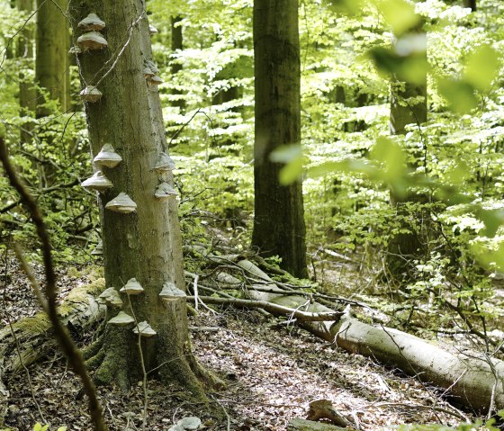 Natural forest cell_ M. Weisgerber Natural forest cell_ M. Weisgerber