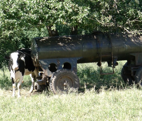 Cows_2, © Dietmar Frank & Nordeifel Tourismus GmbH Cows_2, © Dietmar Frank & Nordeifel Tourismus GmbH