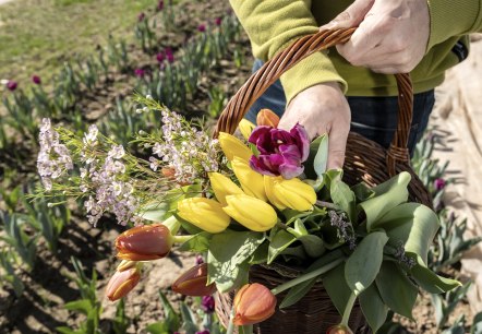 Tulpen pflücken, © Kewelshof Tulpen pflücken, © Kewelshof