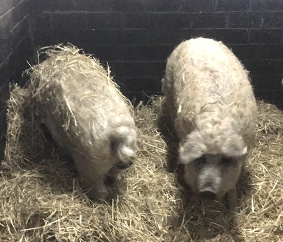 Bild Schweine Bild Schweine