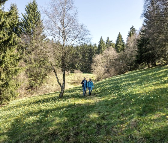 Narzissenwanderung, © Eifel Tourismus GmbH, Dominik Ketz Narzissenwanderung, © Eifel Tourismus GmbH, Dominik Ketz