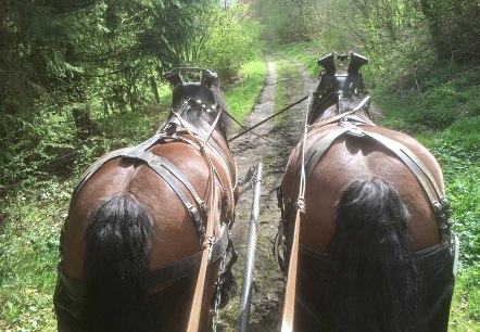 Pferde, © Gottfried Carls Pferde, © Gottfried Carls