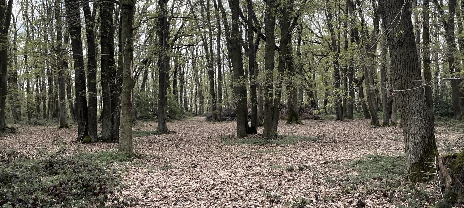 Waldstimmung, © Sissi Schneider-Feuser Waldstimmung, © Sissi Schneider-Feuser