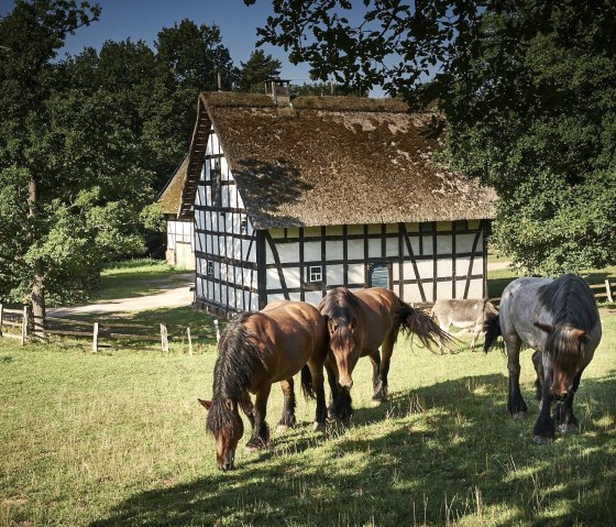 Pferde vor historischer Kulisse, © LVR Kommern Pferde vor historischer Kulisse, © LVR Kommern