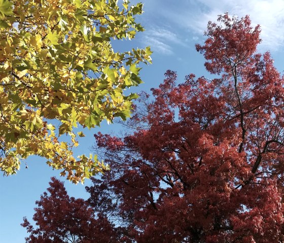 IMG_20201022_145135, © Nordeifel Tourismus GmbH & Grunwald Hotel IMG_20201022_145135, © Nordeifel Tourismus GmbH & Grunwald Hotel