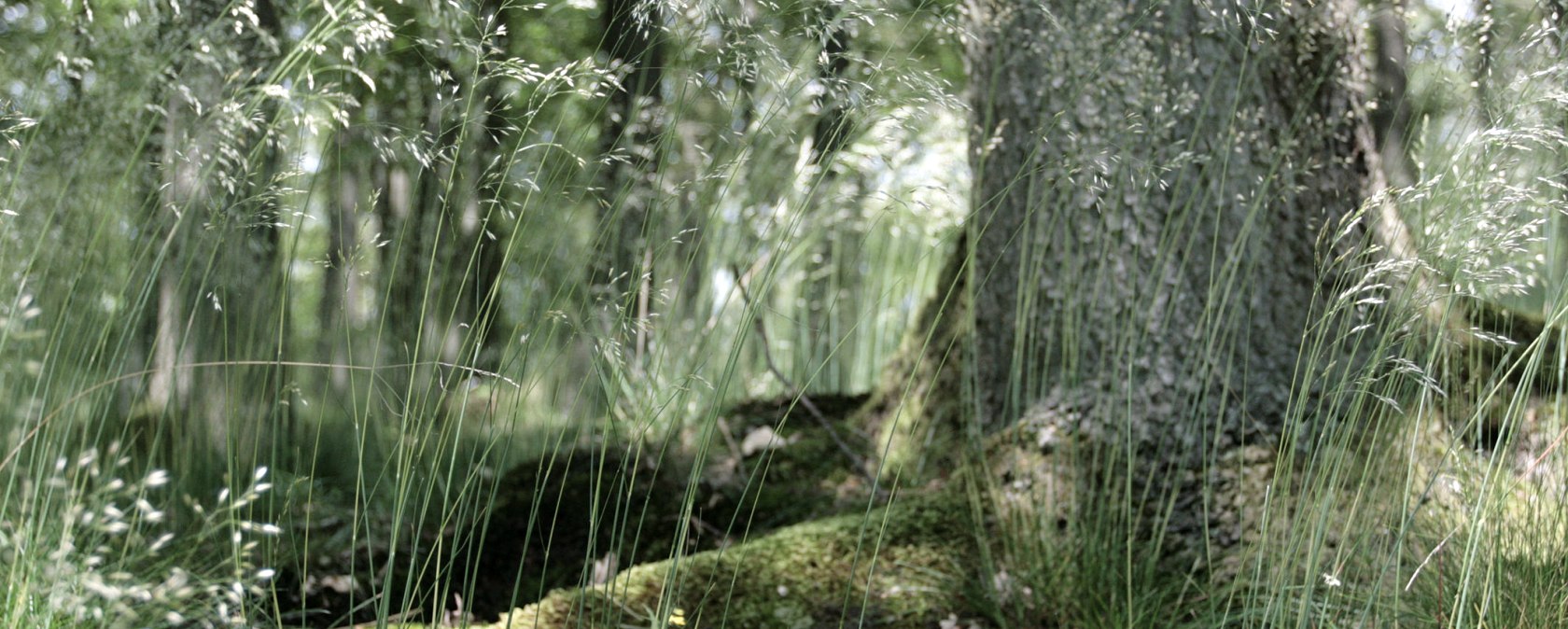 Wildnistrail, © Nationalparkverwaltung Eifel C Heer Wildnistrail, © Nationalparkverwaltung Eifel C Heer