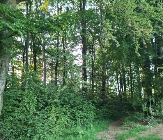 2 Forest Road 2 Forest Road