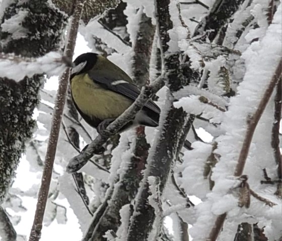 Weisser Stein 15, © Petra Weinberger Weisser Stein 15, © Petra Weinberger