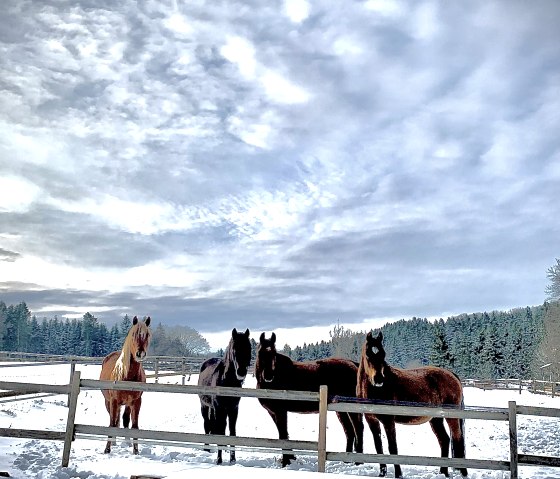 Winterimpressionen Winterimpressionen