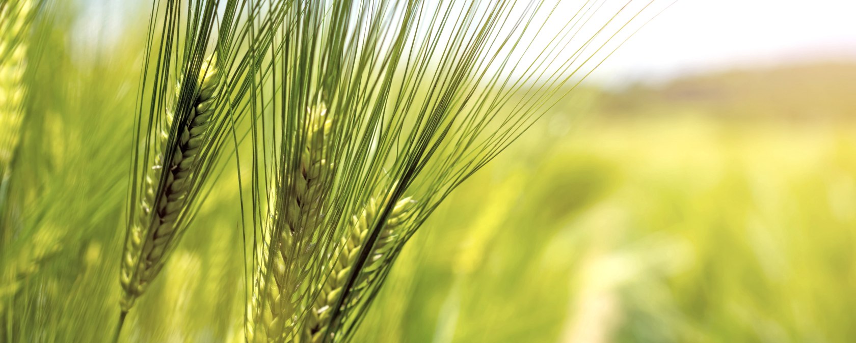 Malting barley Malting barley
