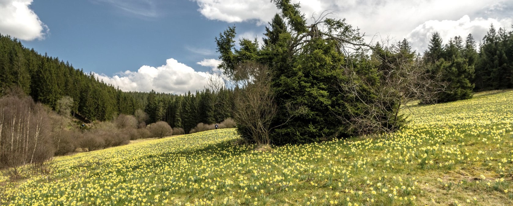 Blühende Narzissenwiese im Oleftal, © Eifel Tourismus GmbH, Dominik Ketz Blühende Narzissenwiese im Oleftal, © Eifel Tourismus GmbH, Dominik Ketz
