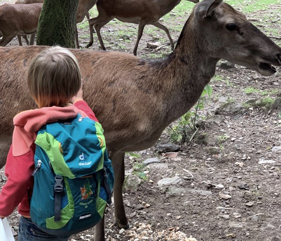 Stroking animals, © Wildpark Schmidt Stroking animals, © Wildpark Schmidt