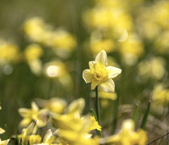 Narzissenwiesen im Perlenbachtal, © Städteregion Aachen, Dominik Ketz Narzissenwiesen im Perlenbachtal, © Städteregion Aachen, Dominik Ketz