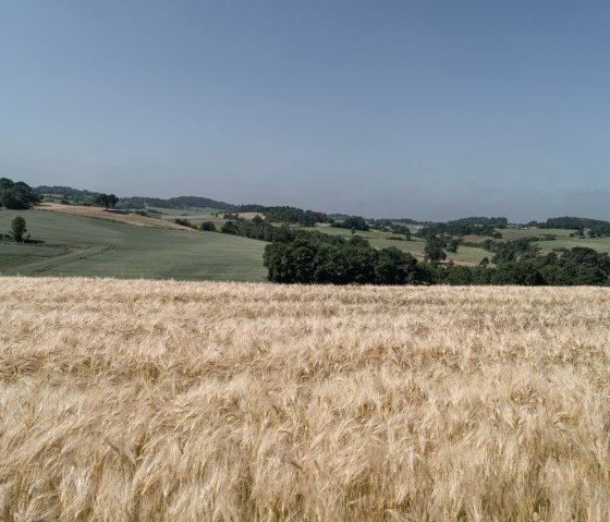 Goldenes Getreidefeld im Vordergrund, dahinter grüne Hügel und Bäume unter klarem, blauem Himmel., © Nordeifel Tourismus GmbH Goldenes Getreidefeld im Vordergrund, dahinter grüne Hügel und Bäume unter klarem, blauem Himmel., © Nordeifel Tourismus GmbH