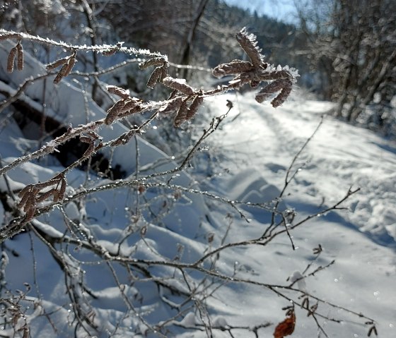 Winter Detail (co) Theißen-Braun Winter Detail (co) Theißen-Braun