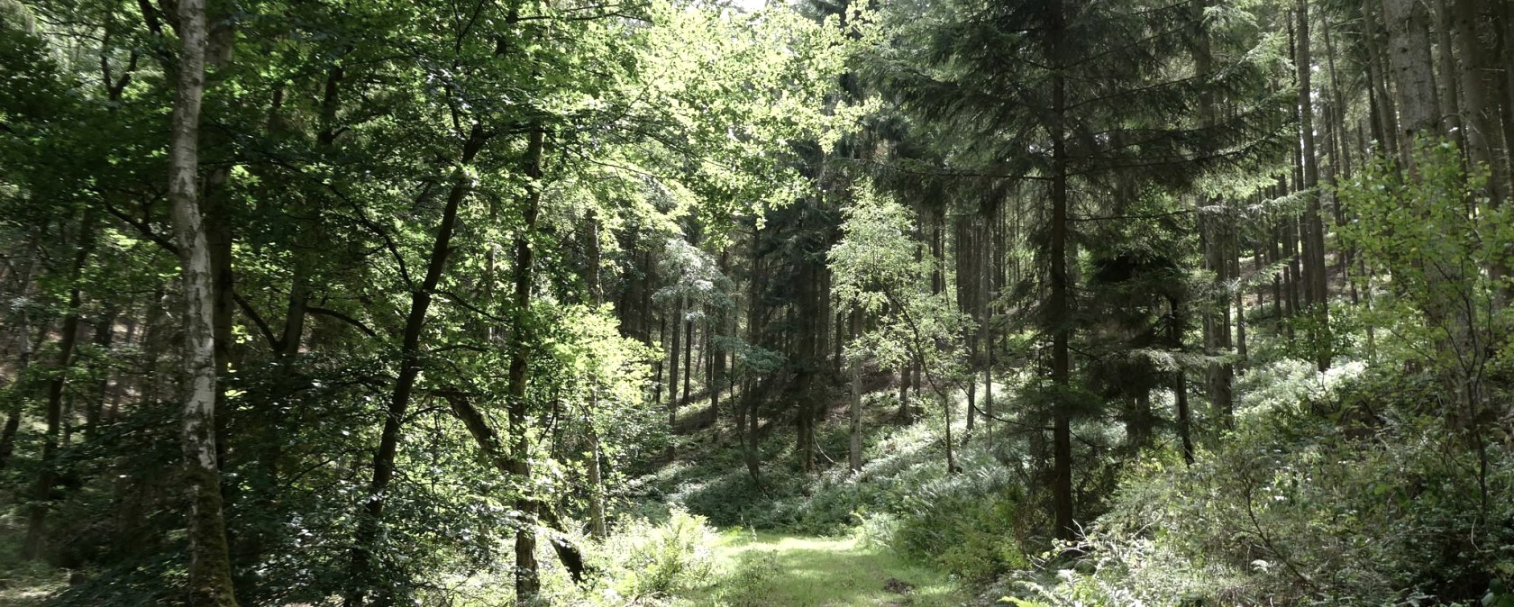 Meadow Path, © Eifel heimisch Meadow Path, © Eifel heimisch