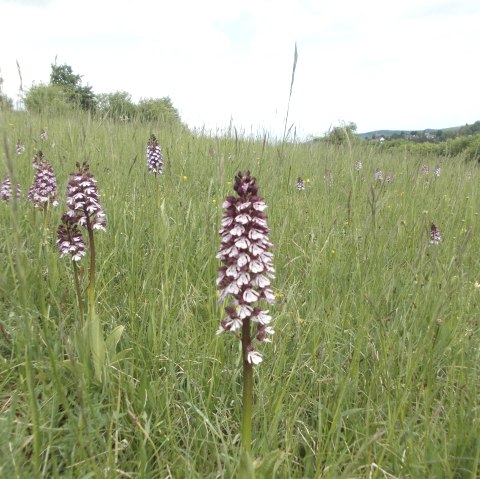 Orchideenwiese, © Guido Hendle Orchideenwiese, © Guido Hendle