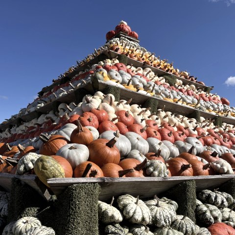 Pumpkin Show, © Krewelshof Pumpkin Show, © Krewelshof