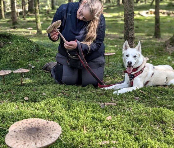 Pilztour mit Hund im Wald, © Sandra Noßmann Pilztour mit Hund im Wald, © Sandra Noßmann