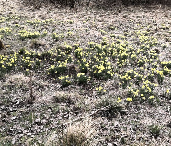 Daffodil meadow Daffodil meadow
