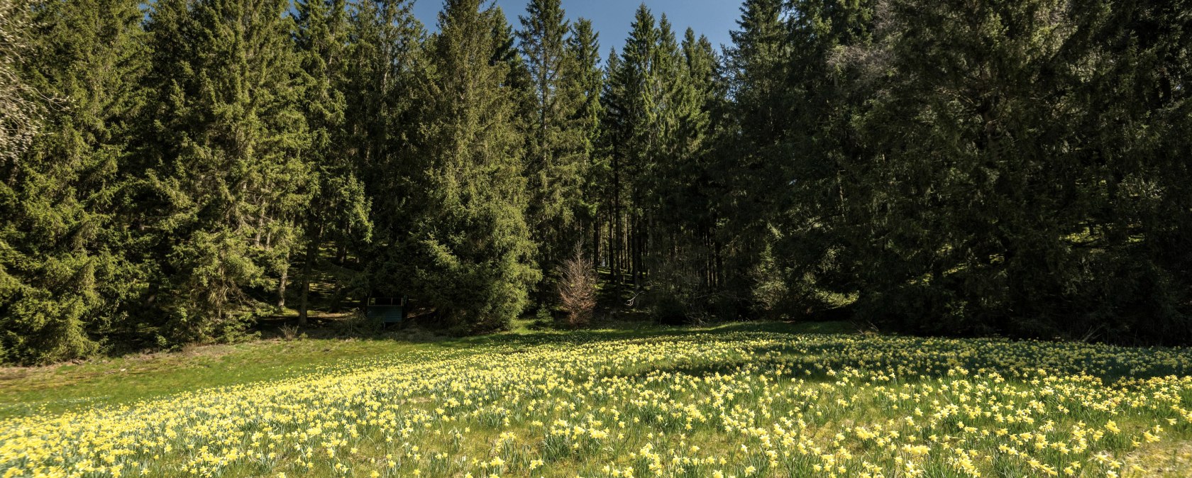 Daffodil meadow, © Eifel Tourismus GmbH, Dominik Ketz Daffodil meadow, © Eifel Tourismus GmbH, Dominik Ketz