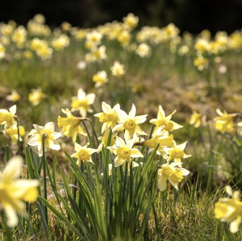Wilde Narzissen im Oleftal, © Eifel Tourismus GmbH, Dominik Ketz Wilde Narzissen im Oleftal, © Eifel Tourismus GmbH, Dominik Ketz