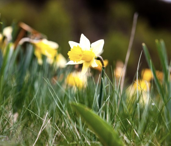 Wild daffodil in the Eifel National Park, © Tourismus NRW e.V. Wild daffodil in the Eifel National Park, © Tourismus NRW e.V.