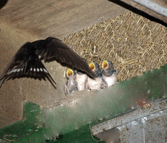Ferien auf dem Hoffman-Hof, © Nordeifel Tourismus GmbH & Hoffmann Hof Ferien auf dem Hoffman-Hof, © Nordeifel Tourismus GmbH & Hoffmann Hof