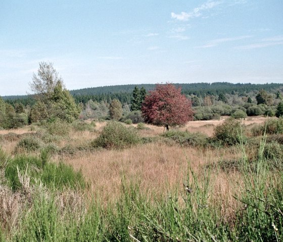 High Fens Nature Park High Fens Nature Park