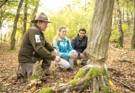 Biberspuren auf dem Wildnis-Trail, © Eifel Tourismus GmbH, Dominik Ketz Biberspuren auf dem Wildnis-Trail, © Eifel Tourismus GmbH, Dominik Ketz