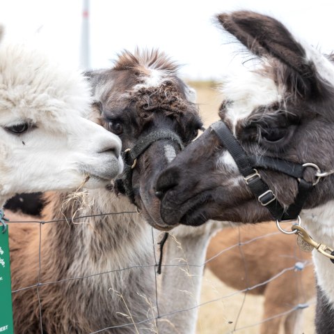 Llama and alpaca, © Eifel Tourismus GmbH, AR - shapefruit AG Llama and alpaca, © Eifel Tourismus GmbH, AR - shapefruit AG