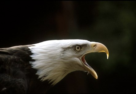 Greifvogelstation & Wildfreigehege Hellenthal, © Greifvogelstation & Wildfreigehege Hellenthal Greifvogelstation & Wildfreigehege Hellenthal, © Greifvogelstation & Wildfreigehege Hellenthal